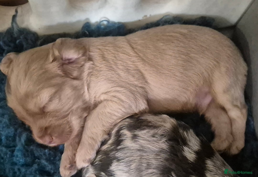 Cockapoo dogs for sale: 8 Beautiful Cockapoo pups,Merle, chocolate, black - Image 3