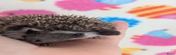 Pygmy Hedgehog rodents for sale: Gorgeous Reduced Hoglets available NOW!!!! - Advert 22