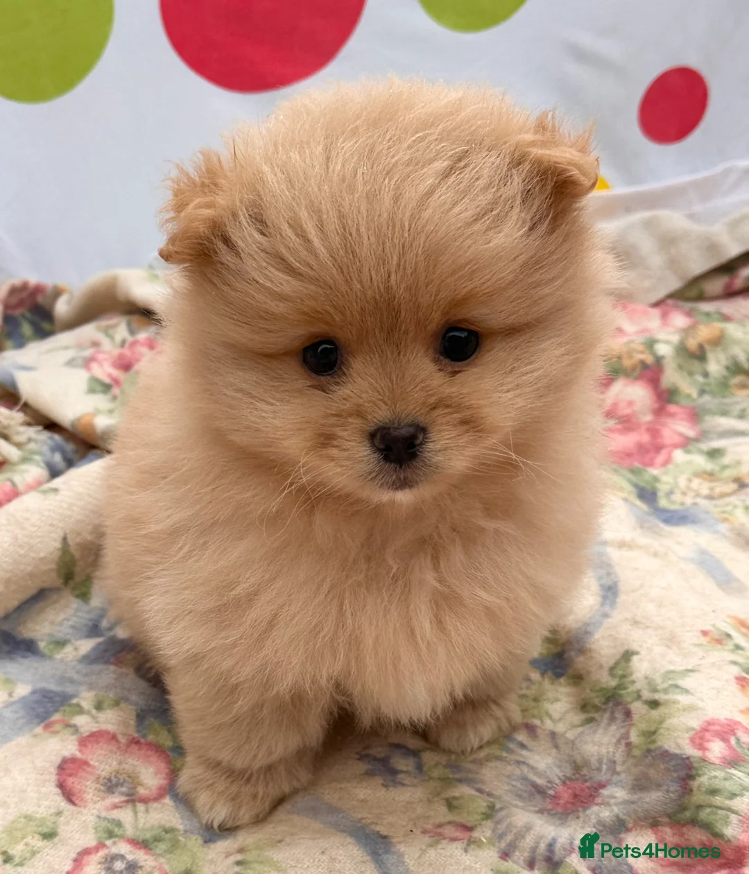 Pomeranian dogs for sale: Beautiful Pomeranian puppies 🐶  - Advert 2