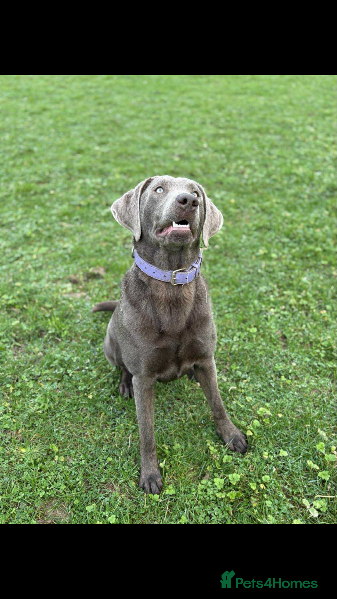 Labrador Retriever dogs for sale: Labrador puppies - Advert 1