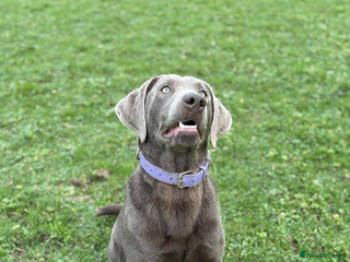 Labrador Retriever dogs Labrador puppies - Advert 1