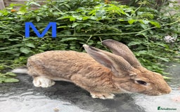Continental Giant rabbits for sale: 2 HUGE Continental Giants - Image 6