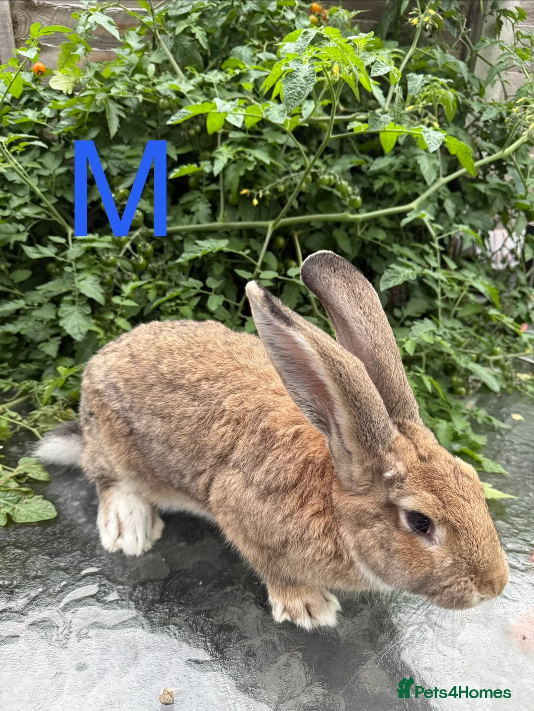 Continental Giant rabbits for sale: 2 HUGE Continental Giants - Advert 6