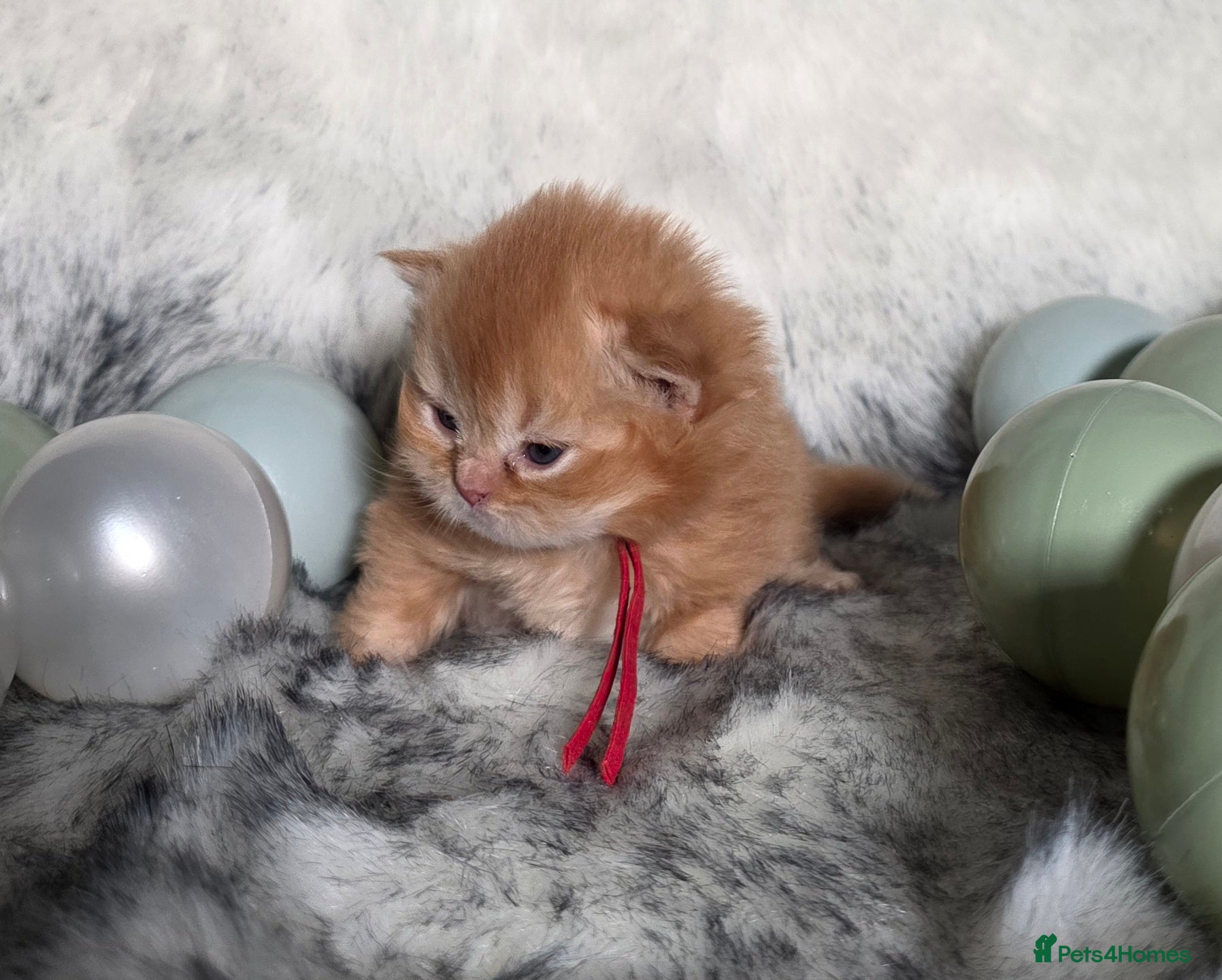 British Longhair cats Register Golden British Longhair/Shorthaired  - Advert 9