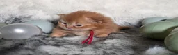 British Longhair cats for sale: Golden British Longhaired kittens  - Advert 3