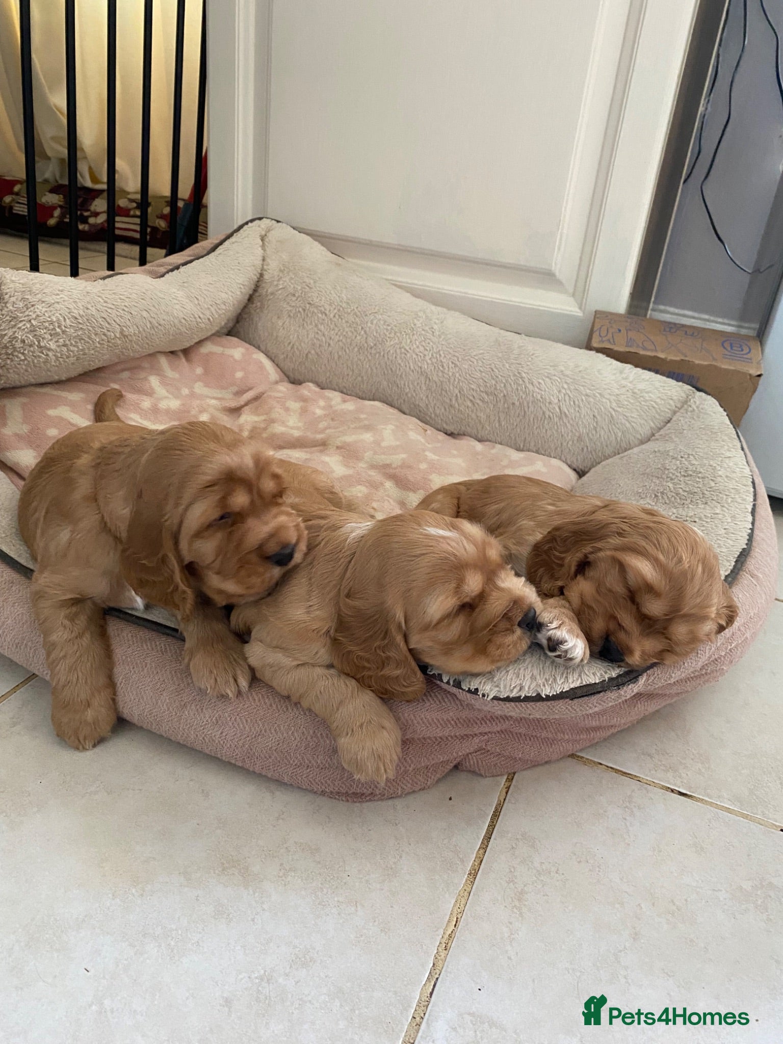 Cocker Spaniel dogs Show Cocker Puppies - Advert 5