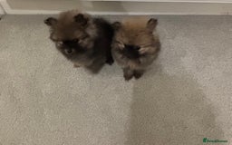 Pomeranian dogs for sale: Small Pomeranian puppies  - Advert 10