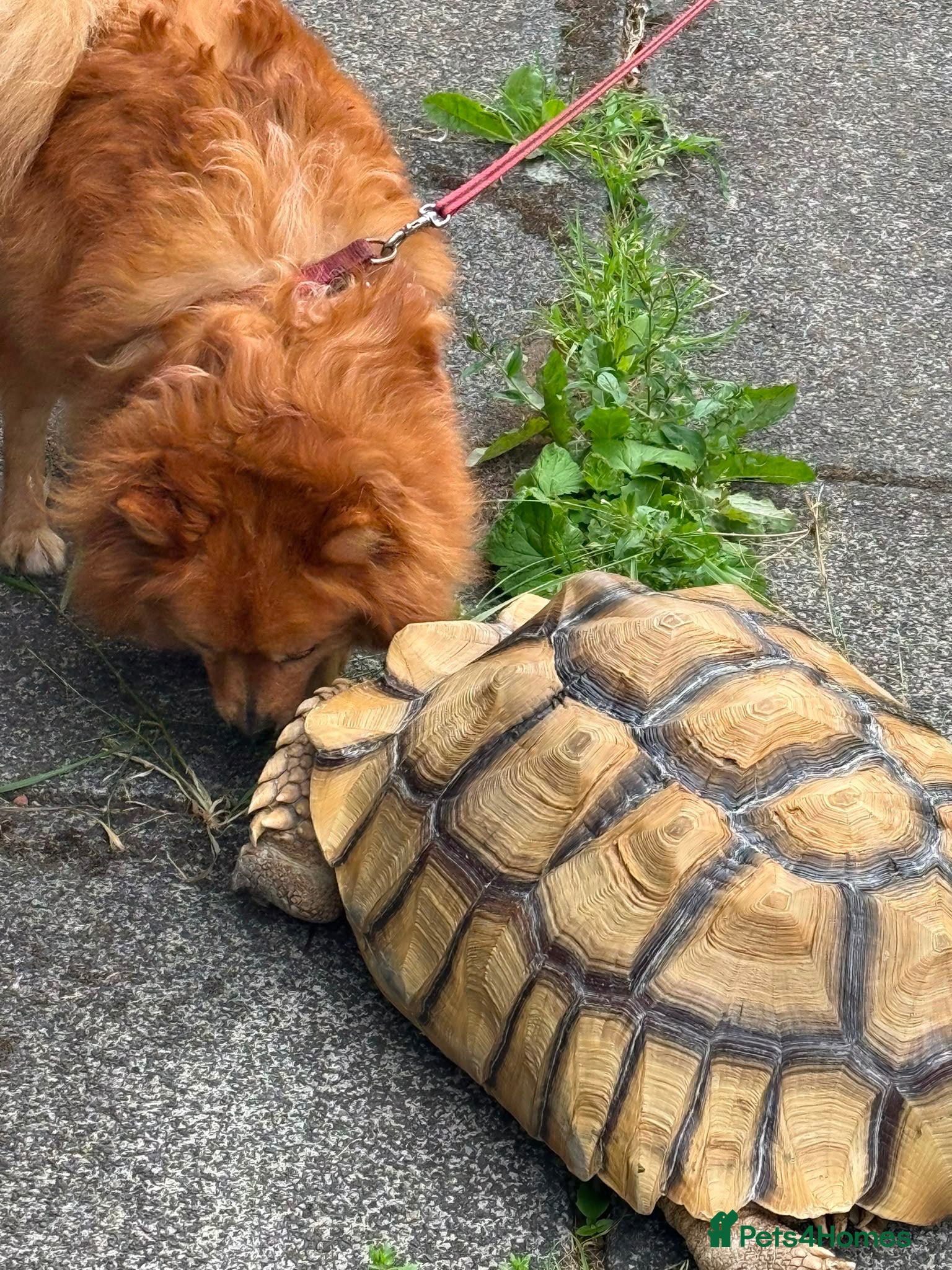 Tortoise reptiles Sulcata tortoise  - Advert 1