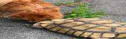 Tortoise reptiles for sale: Sulcata tortoise  - Advert 1