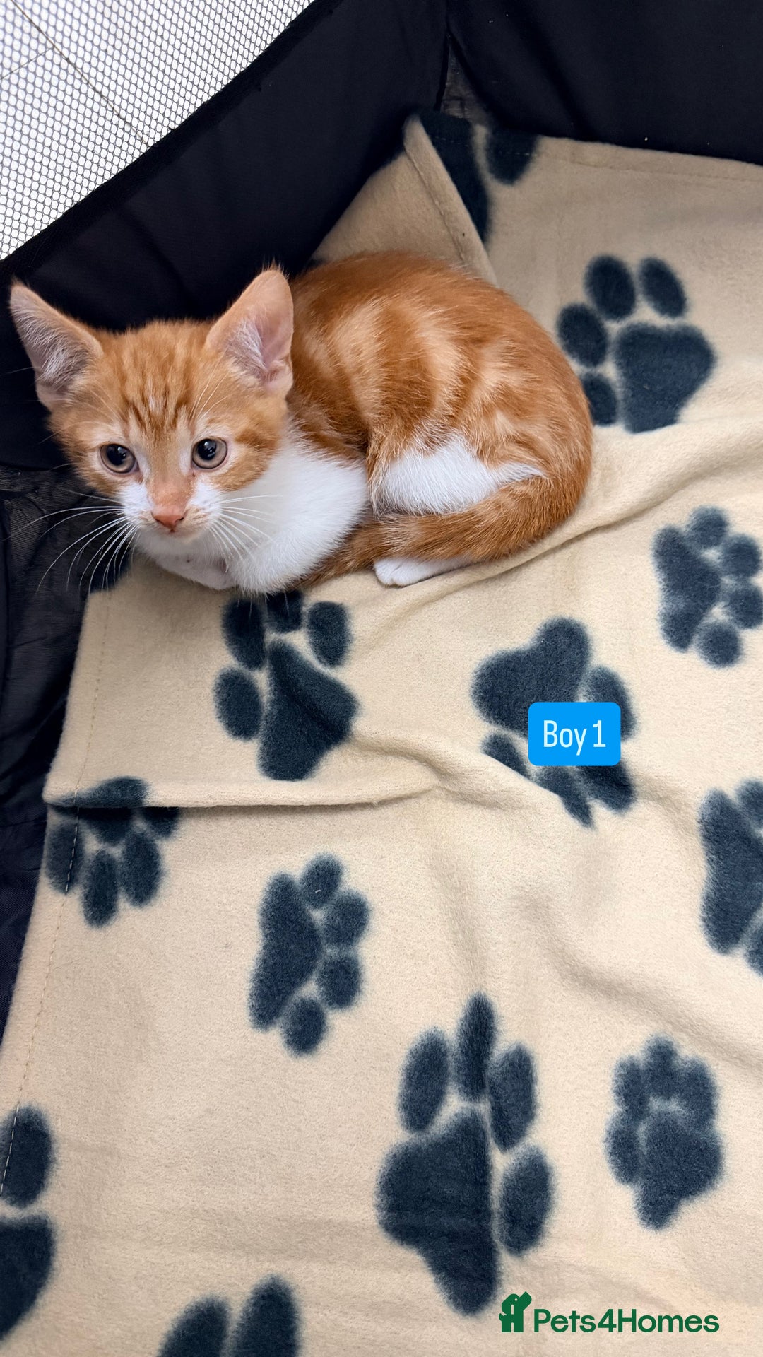 Mixed Breed cats for sale: 5 kittens available  - Image 6