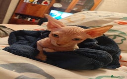 Sphynx cats for sale: Sphinx kitten for sale - Image 3