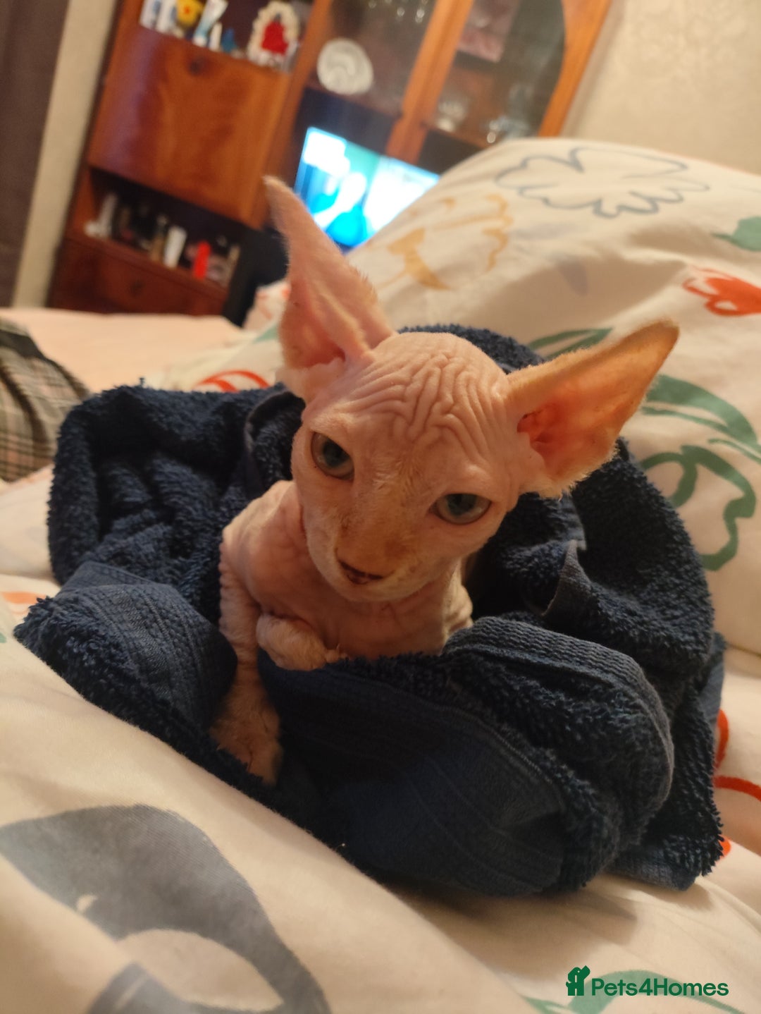 Sphynx cats for sale: Sphinx kitten for sale - Image 3