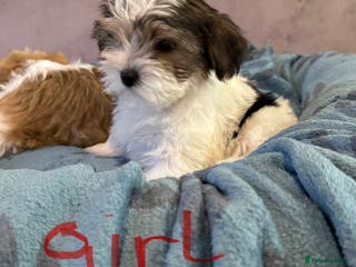 Yorkshire Terrier dogs Yorkshire Terrier - Advert 4