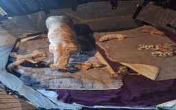 Lurcher dogs for sale: Saluki Lurcher  - Image 21