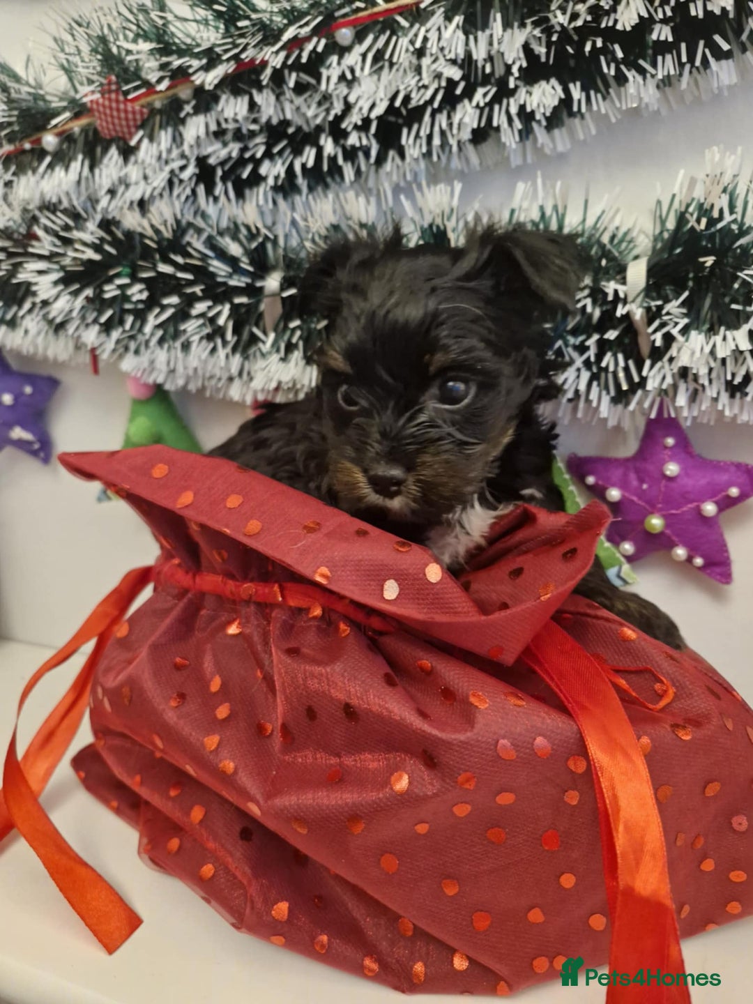 Yorkshire Terrier dogs for sale: York terrier pupyy  - Advert 8