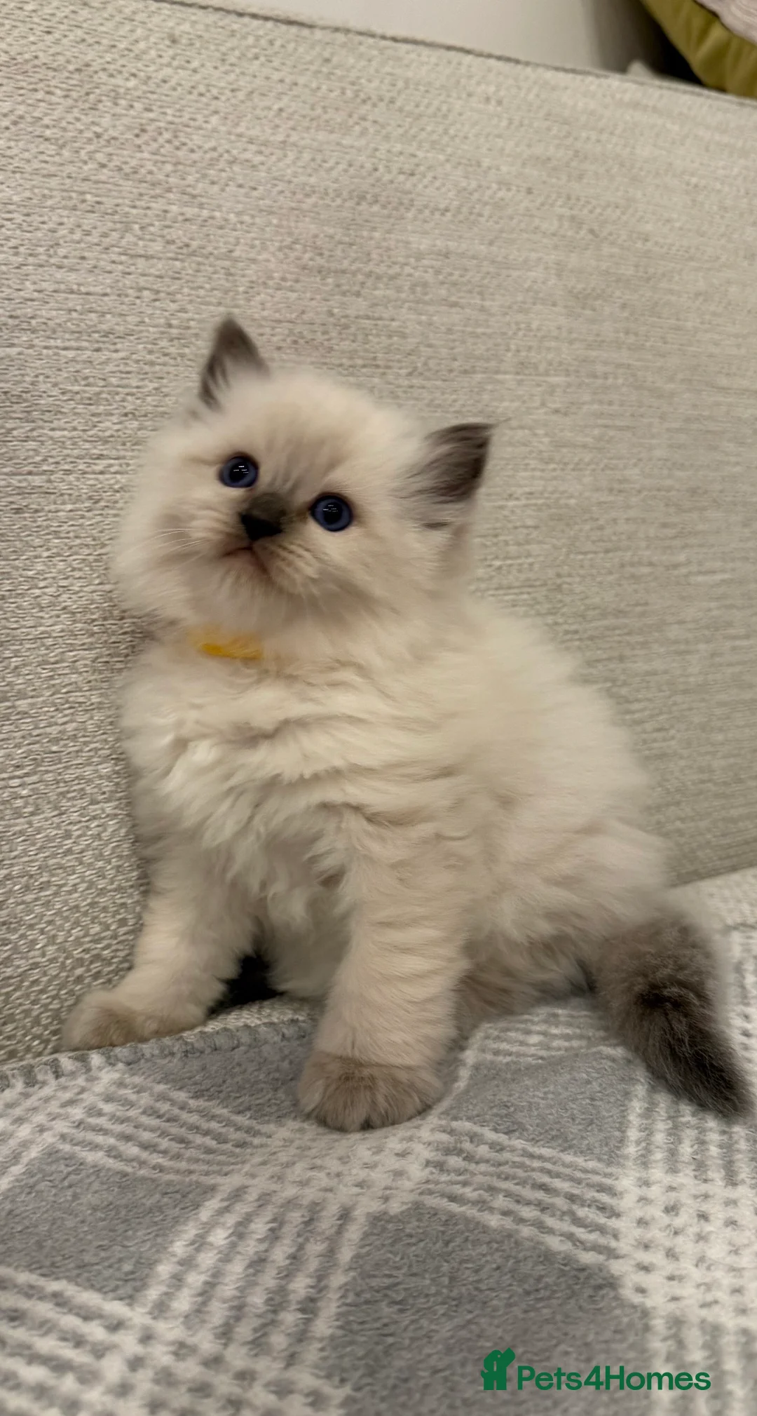 Ragdoll cats for sale: 💎🐾 Beautiful Ragdoll Kittens🐾💎 - Advert 7