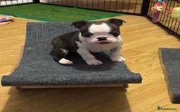 Boston Terrier dogs for sale: KC  Registered 🐕❤️🏠 Puupy 🐕💙🏠Boston Terrier  - Image 5