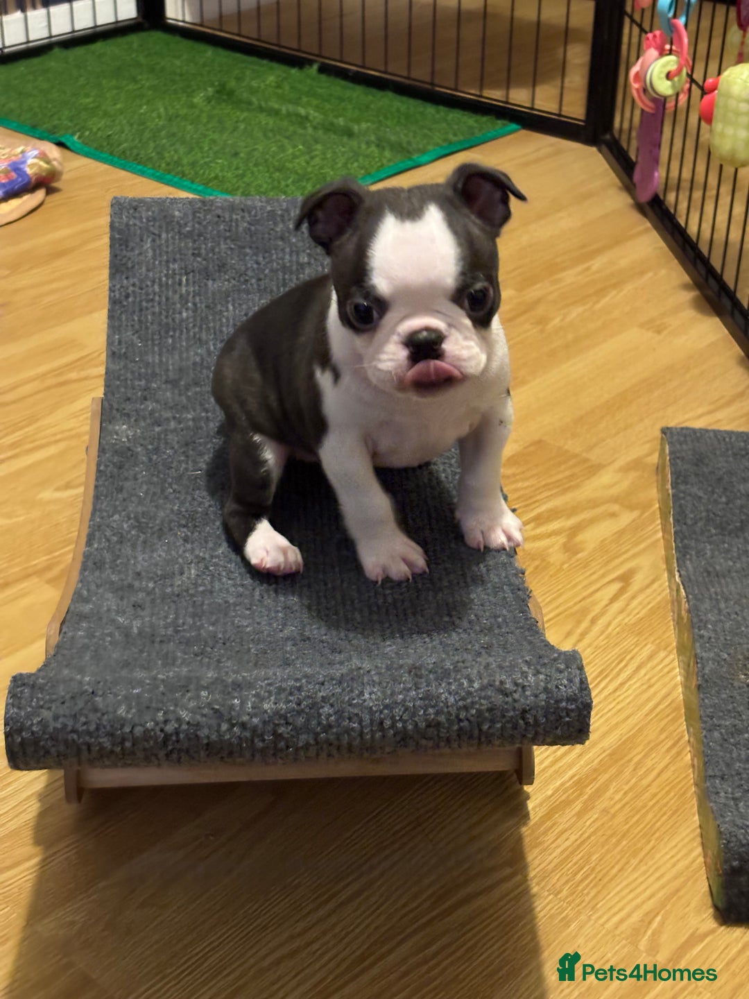 Boston Terrier dogs for sale: KC  Registered 🐕❤️🏠 Puupy 🐕💙🏠Boston Terrier  - Image 5