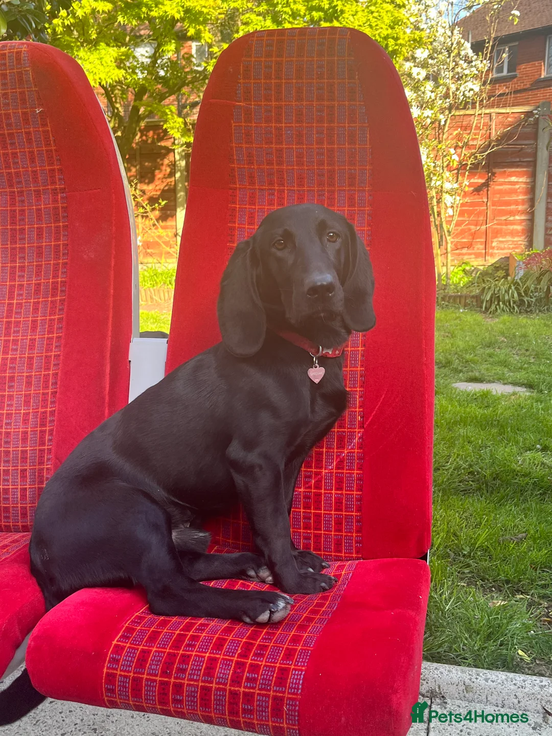 Mixed Breed dogs for sale: Otis - 1 year old Bassador male  - Advert 1