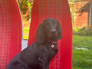 Mixed Breed dogs Otis - 1 year old Bassador male - Advert 4