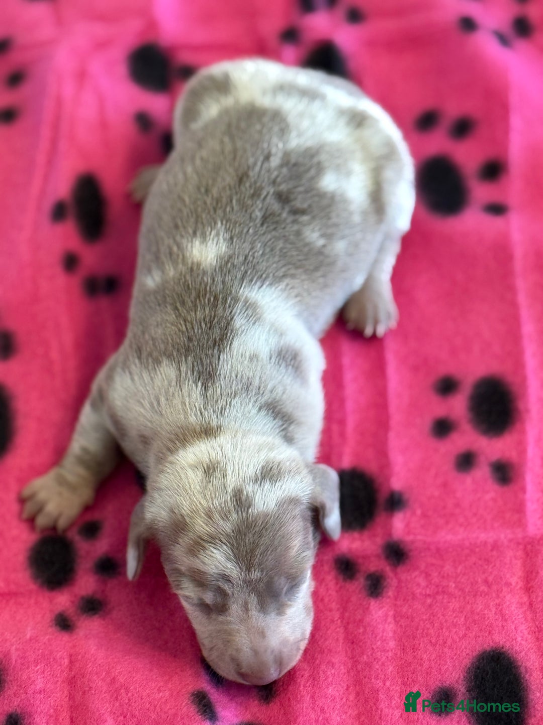 Miniature Dachshund dogs for sale: BEAUTIFUL KENNEL CLUB MINIATURE DACSHUND !! - Advert 3