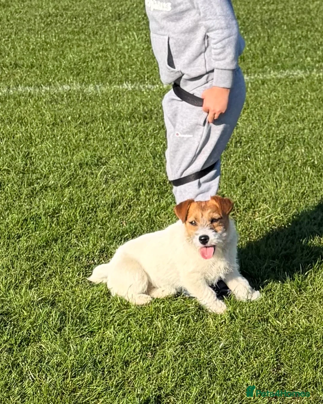 Jack Russell dogs for sale: Jack Russell girl in Iver - Advert 1