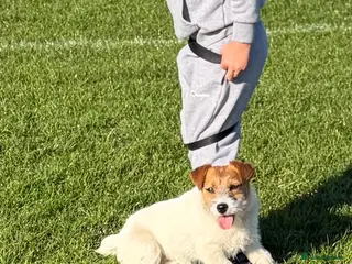 Jack Russell dogs Jack Russell girl - Advert 2