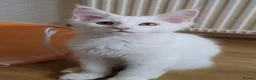 Maine Coon cats for sale: 🏅TICA🏅 pure white boys maine coons - Advert 9