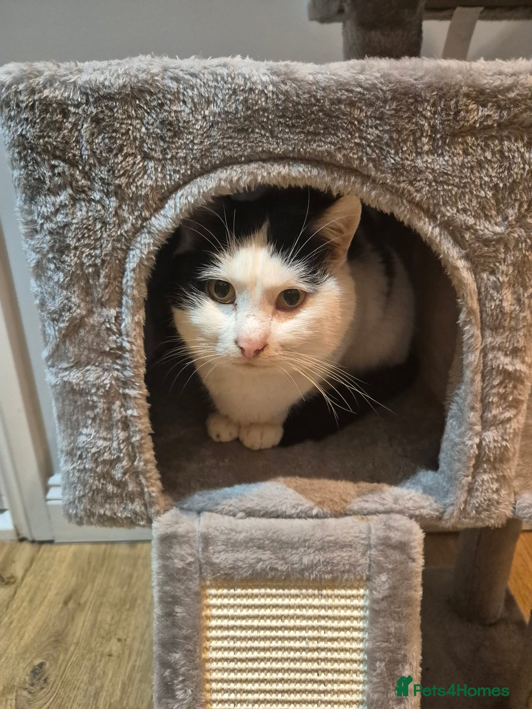 Mixed Breed cats for adoption: Mr Saturn looking for his forever home!  - Advert 3