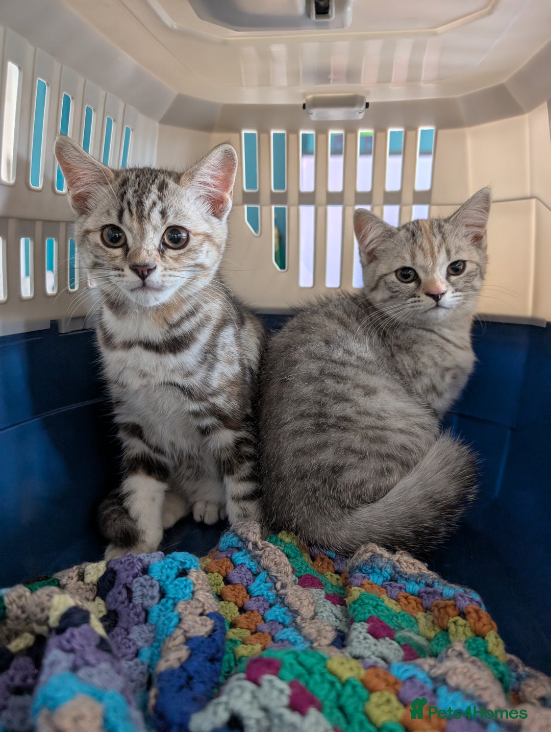 Selkirk Rex cats for sale: 😻 Stunning Selkirk Rex Mix Kittens 😻 - Image 4