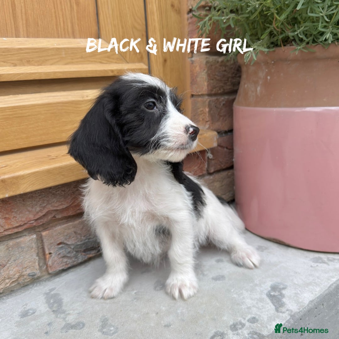 Mixed Breed dogs for sale: 🤎 BABY POOGLES (beagleXminiature poodle)🤎 in Rhayader - Image 20