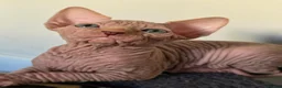 Sphynx cats for sale: ✨ Exceptional Sphynx Kittens Available ✨ - Advert 31