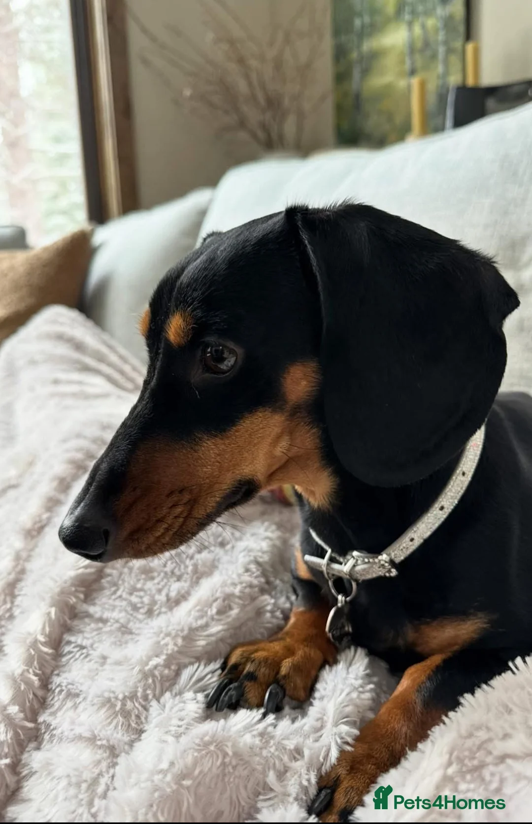 Dachshund dogs for sale: Miniature dachshund pups  - Advert 5