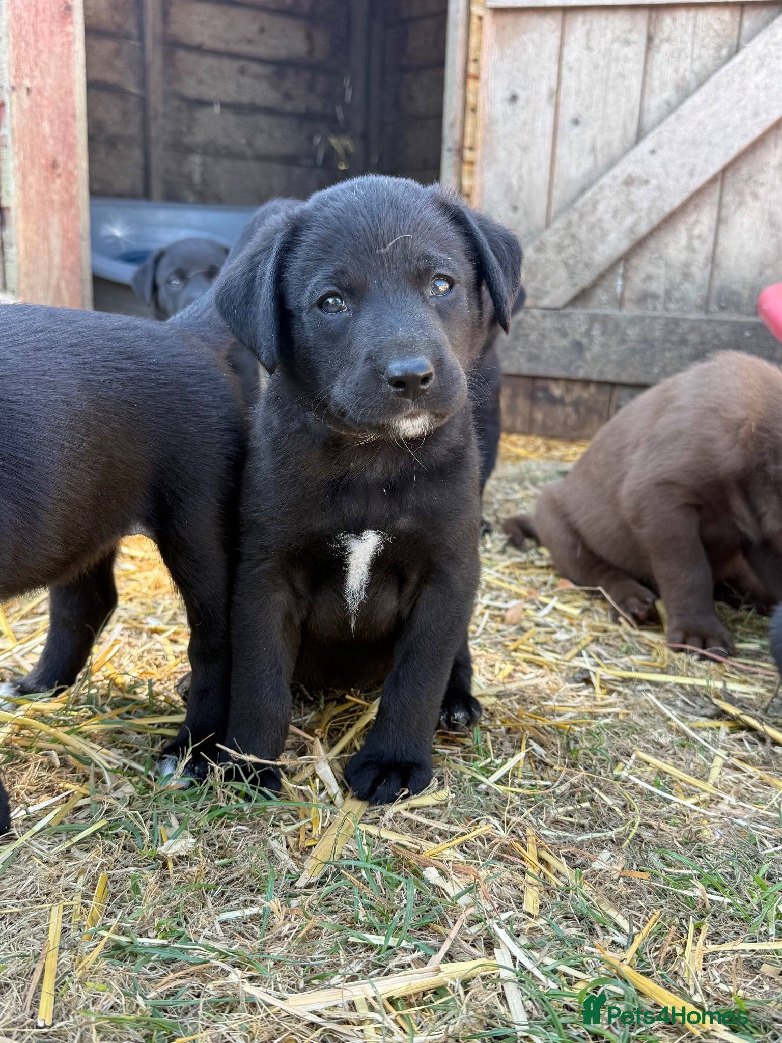 Borador dogs Stunning Lab x Collie, cream, black & chocolate! - Advert 2