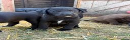 Borador dogs for sale: Stunning Lab x Collie, cream, black & chocolate! - Advert 10
