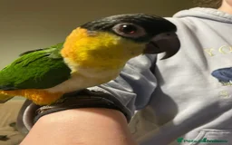 Parrots birds for sale: Hand reared caique, tame and talking - Image 4