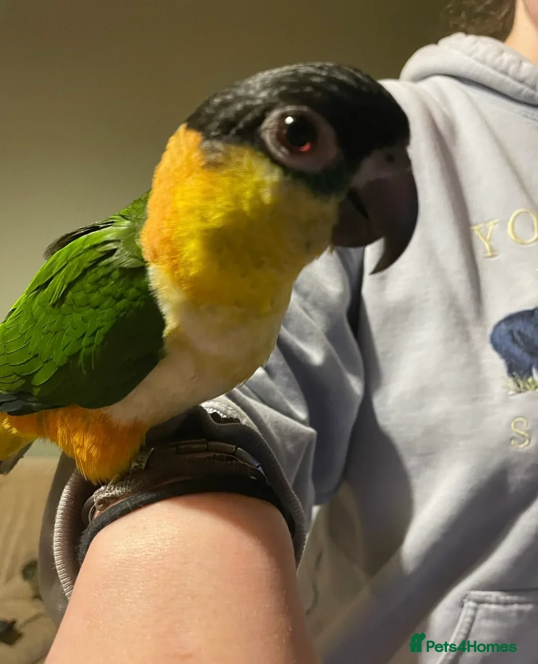 Parrots birds for sale: Hand reared caique, tame and talking - Image 4