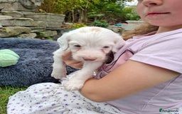 Cockapoo dogs for sale: Beautiful Cockapoo Puppies For Sale  - Image 5
