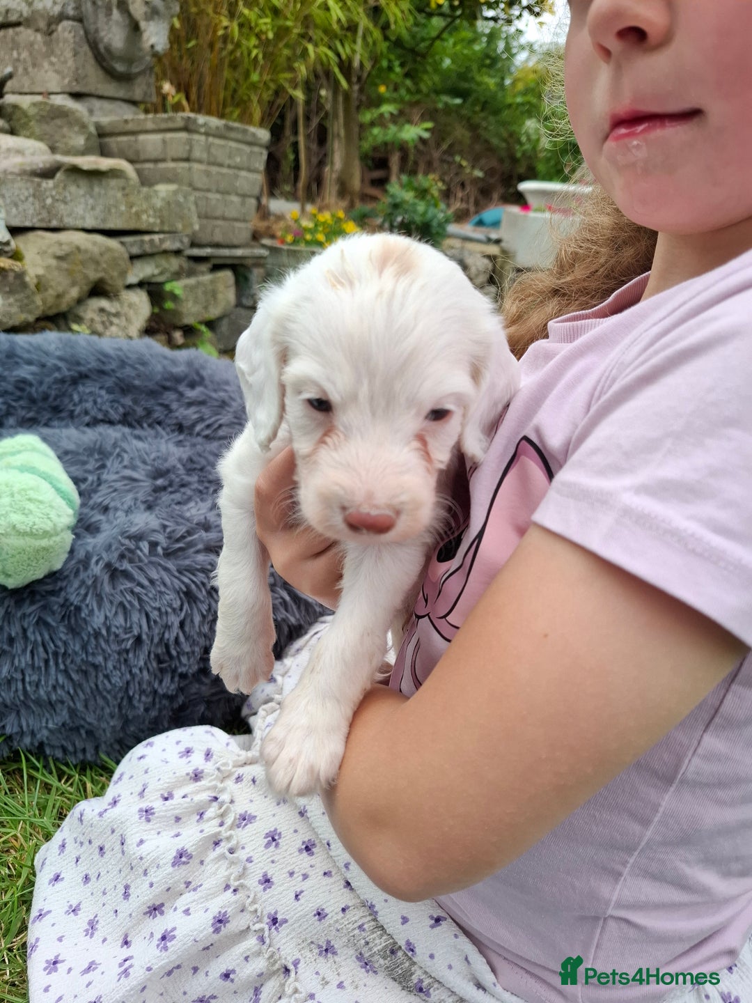 Cockapoo dogs for sale: Beautiful Cockapoo Puppies For Sale  - Image 5