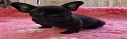 French Bulldog dogs for stud: NEW SHADE CHOC CARRYING FLUFFY!! in Motherwell - Advert 12
