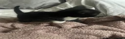 Turkish Van cats for sale: Litter of 6 kittens  - Advert 6