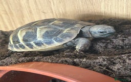 Hermann Tortoise reptiles for sale: Herman tortoise’s  looking for a loving home  - Image 3