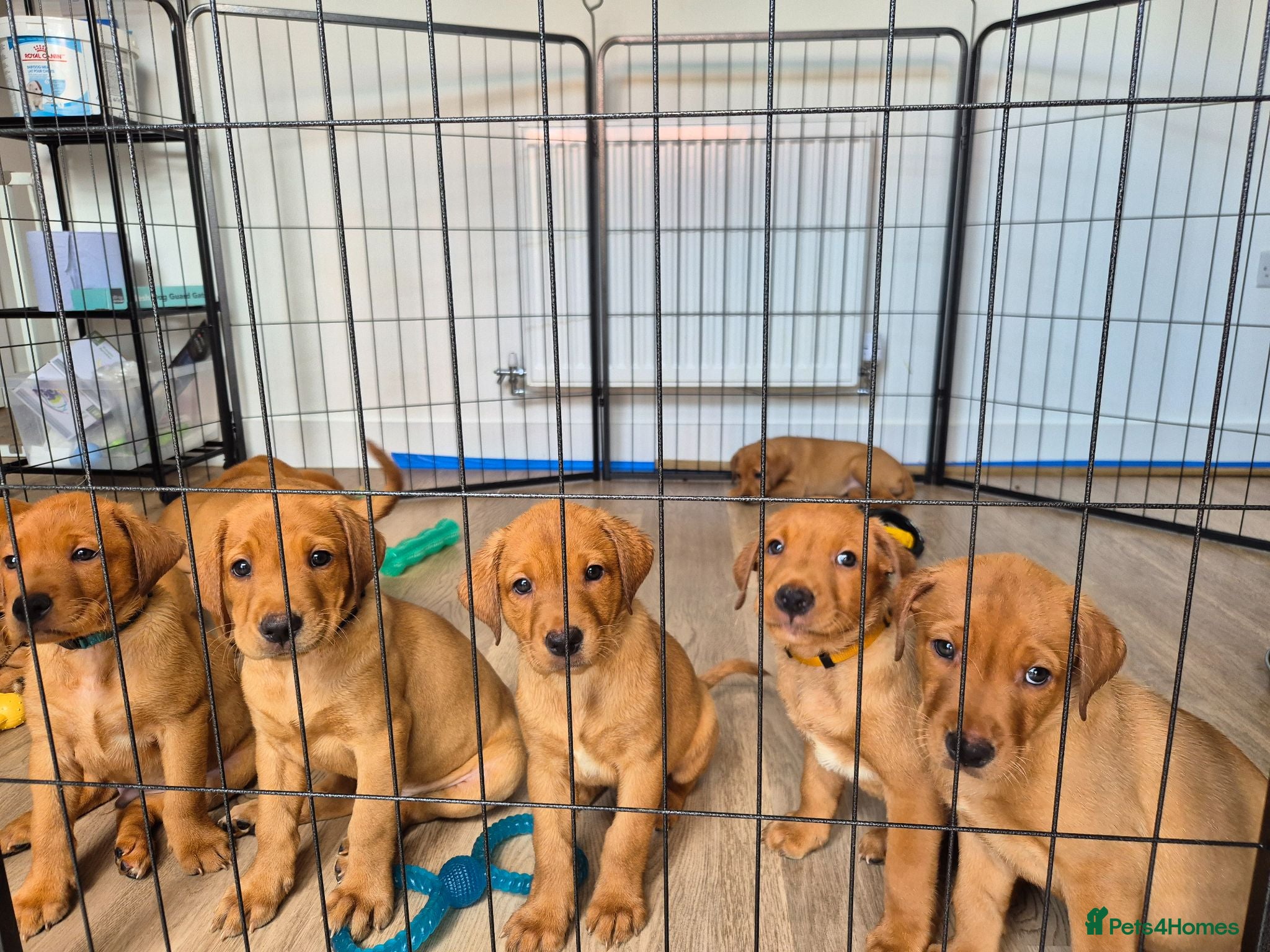 Labrador Retriever dogs **2 MALES LEFT** Fox red Labrador retrievers - Advert 1
