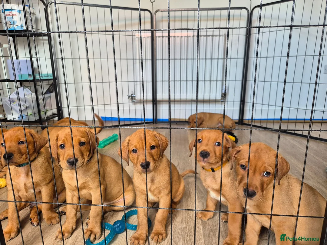 Labrador Retriever dogs for sale: **2 MALES LEFT** Fox red Labrador retrievers - Advert 1