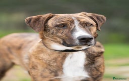 Mixed Breed dogs for adoption: Sweet Natured REX - Image 4