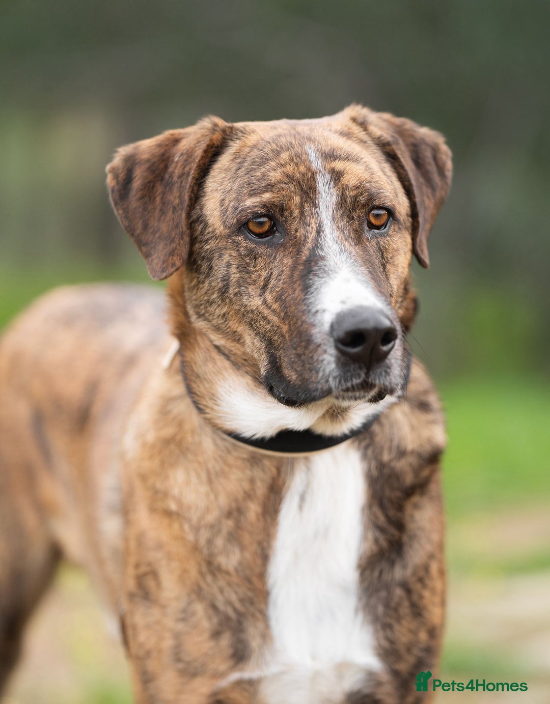 Mixed Breed dogs for adoption: Sweet Natured REX - Image 4