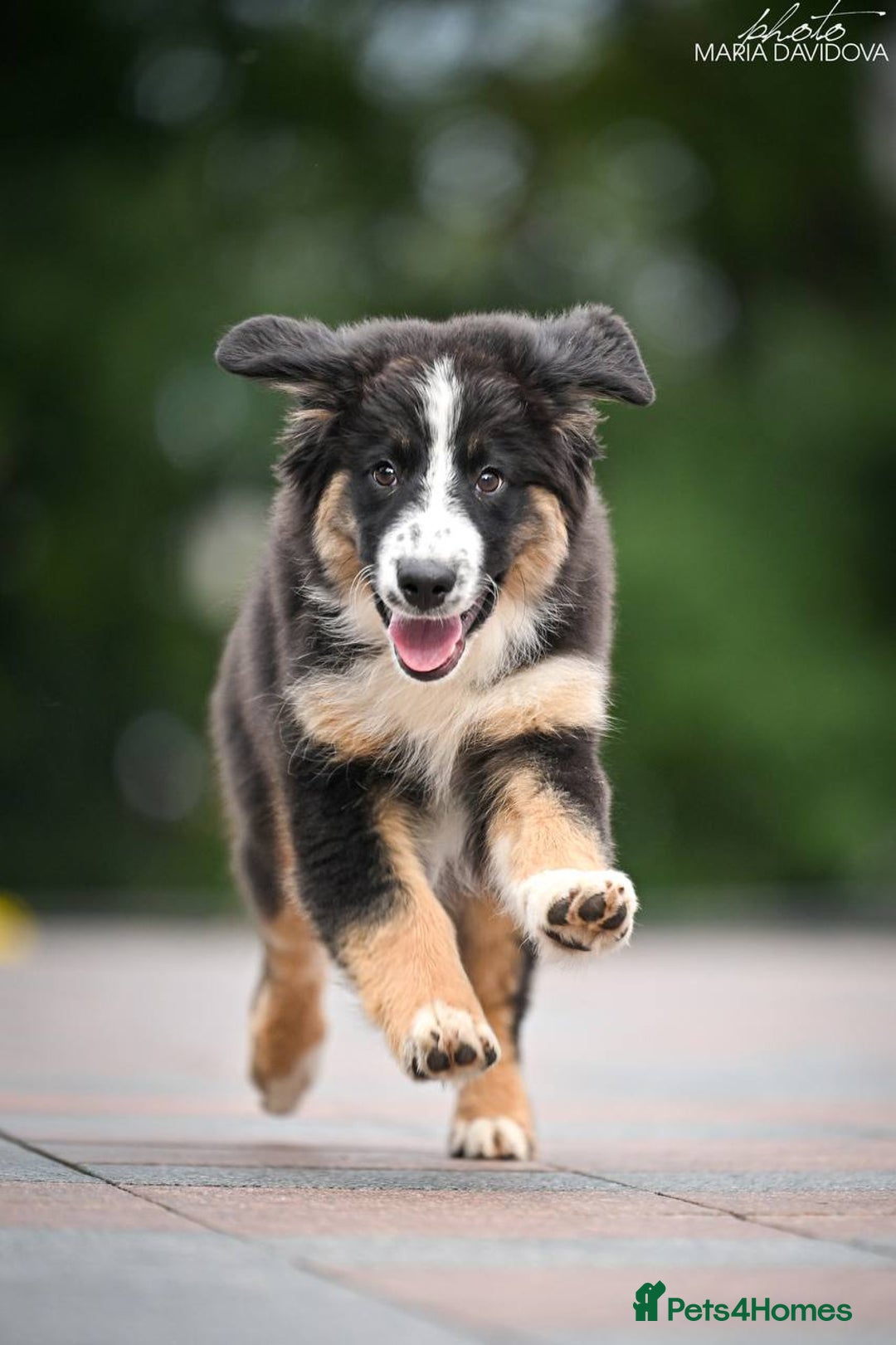 Miniature American Shepherd dogs for sale: miniature American shepherd - Image 6