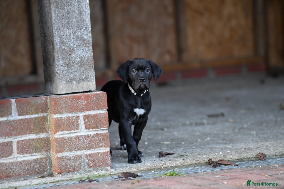 Cane Corso dogs for sale: Elite cane corso puppies  - Advert 8