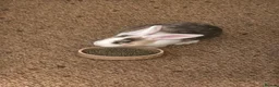English rabbits for sale: Rabbit for donation in London - Advert 7