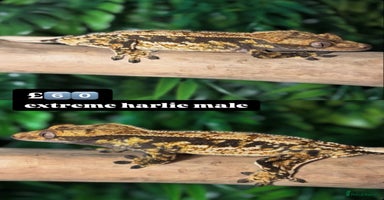 Gecko reptiles in Chigwell - Advert 7